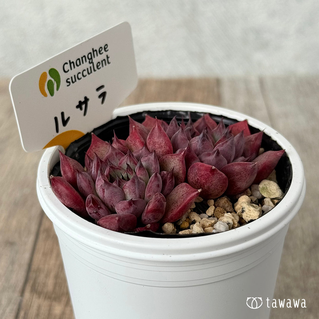 New Arrivals: Ice Green