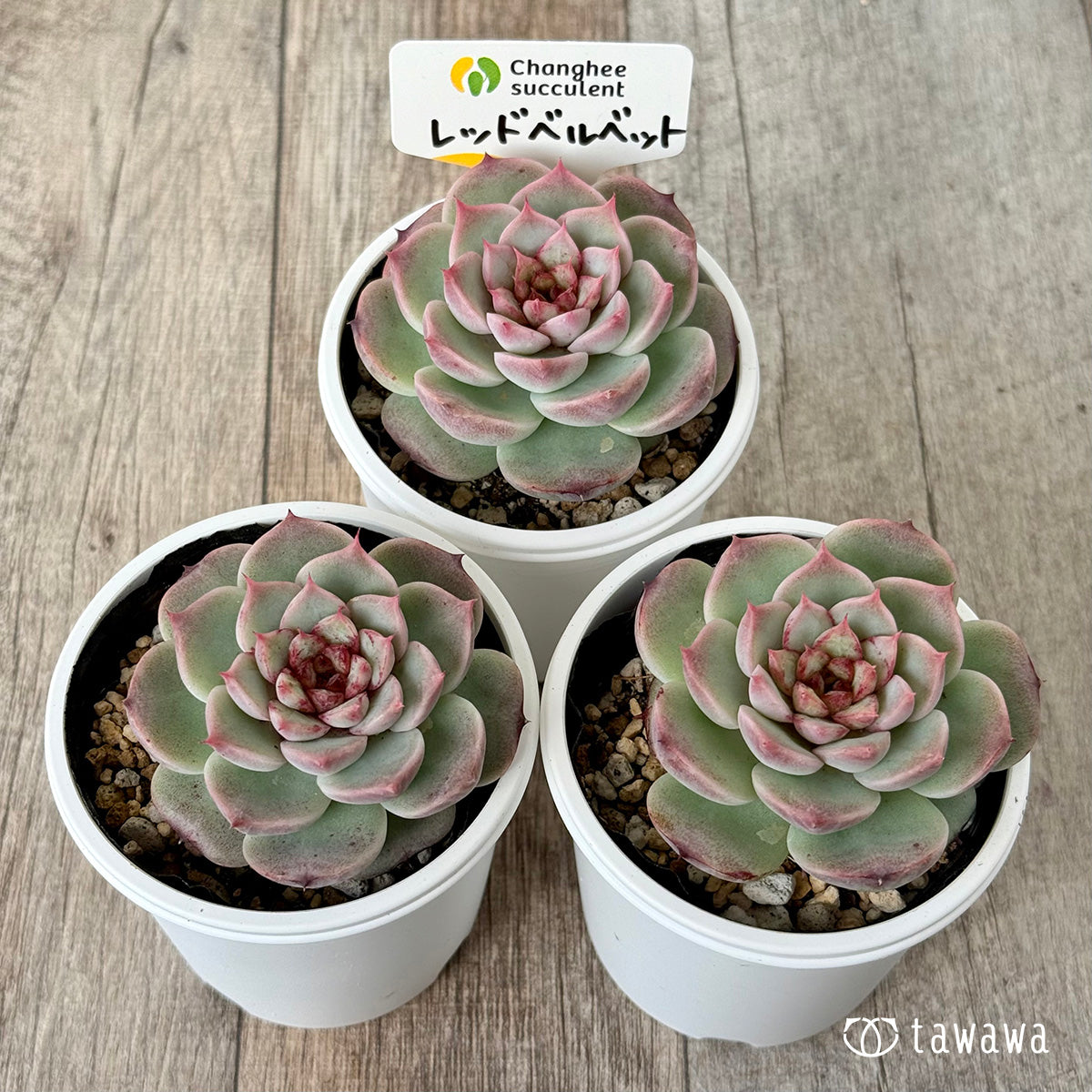 *新発売* レッドベルベット(チャンヒー農園)【tawawaハウス苗】