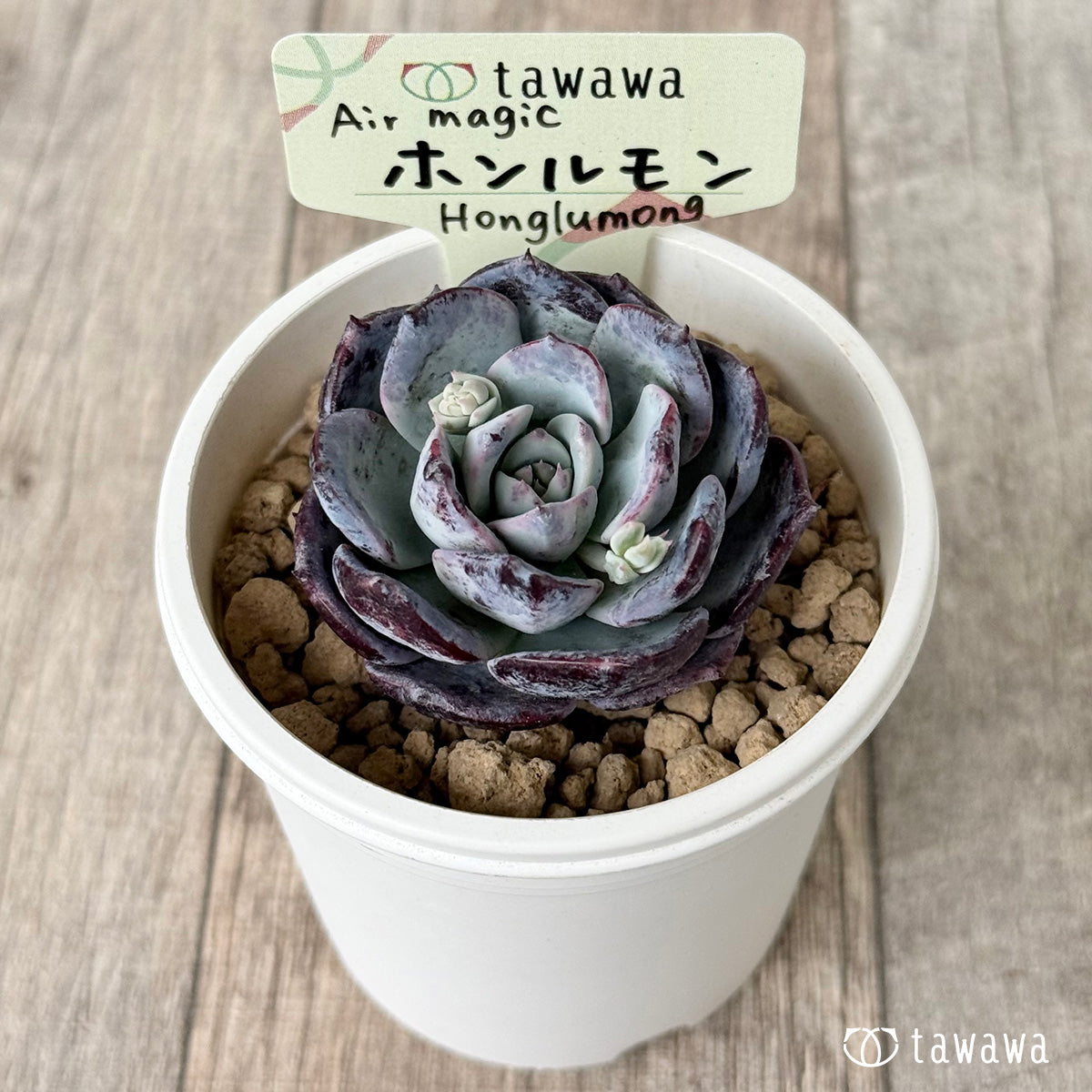 ホンルモン(エアーマジック農園苗)
