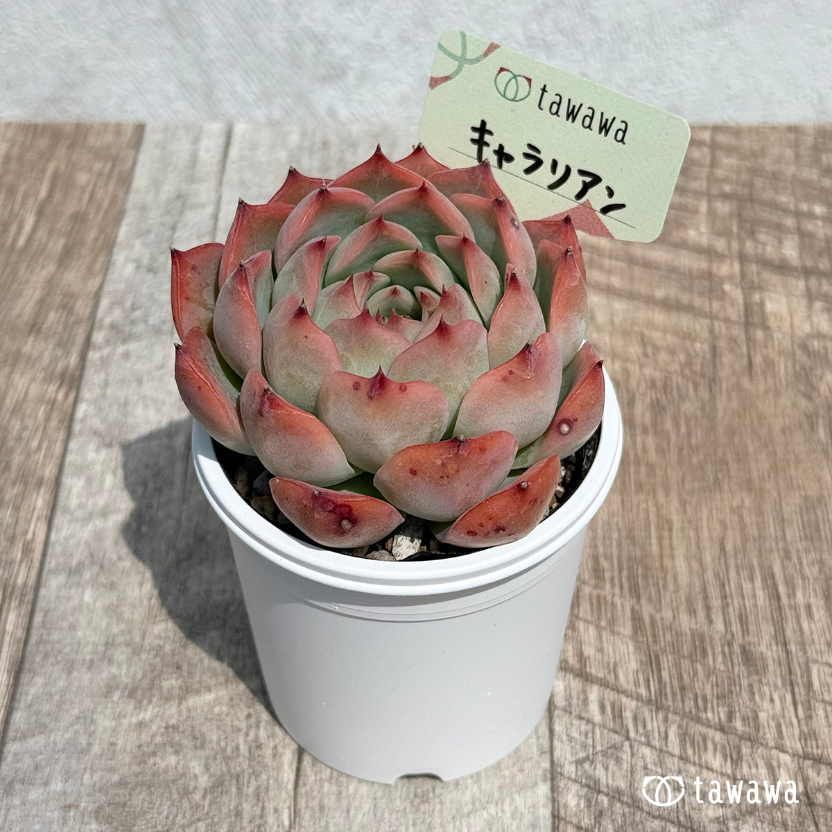 New Arrival Caralian