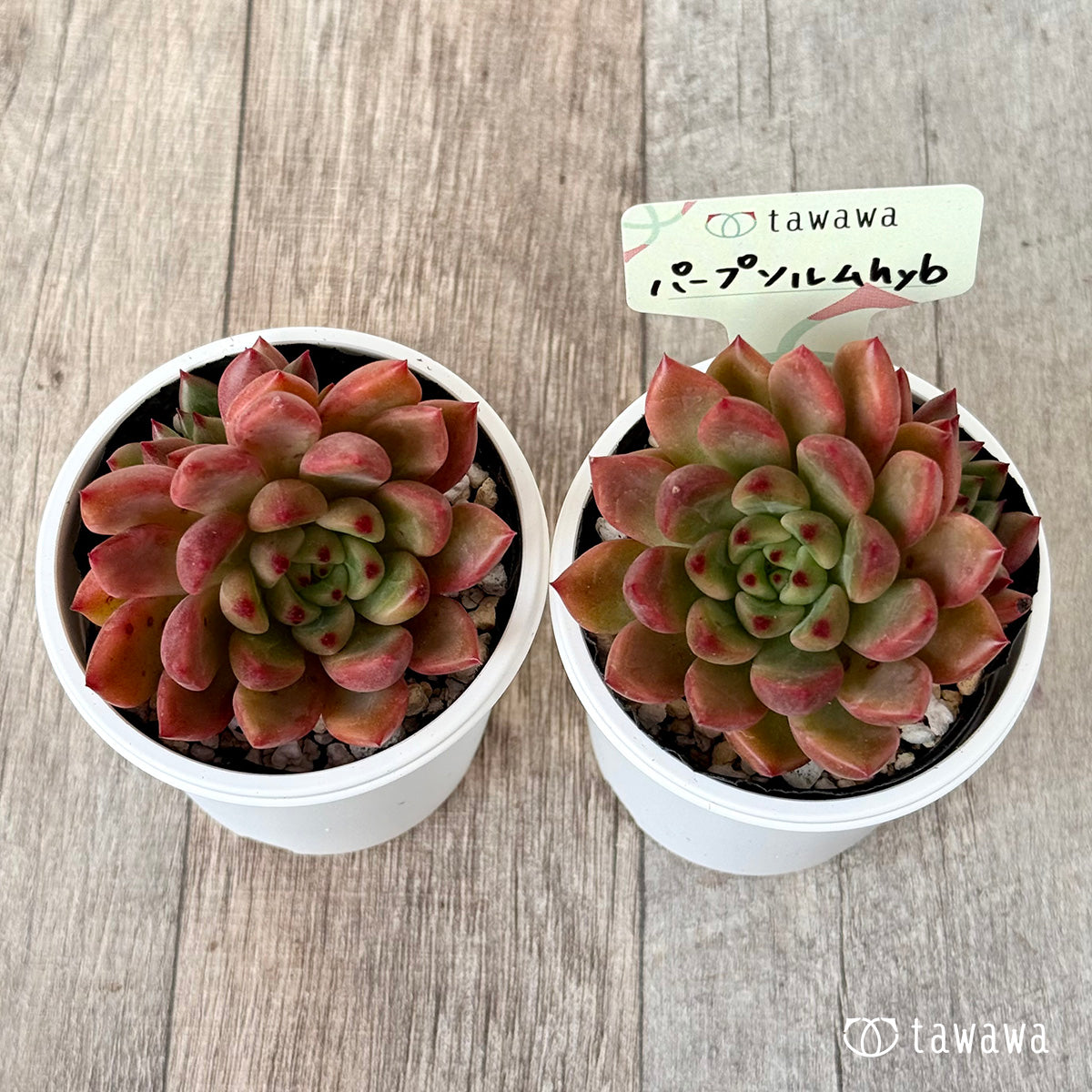 パープソルムhyb(花村農園)【tawawaハウス苗】