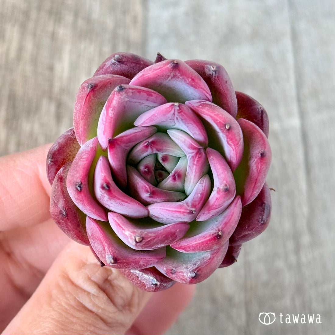 New Arrivals: Ice Green