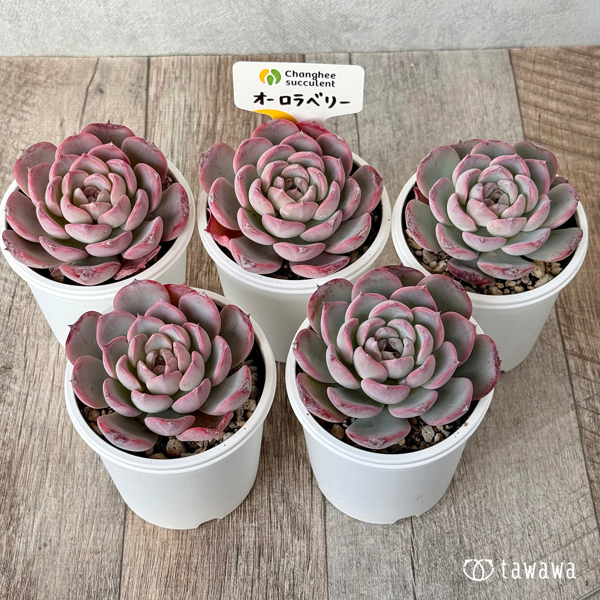 オーロラベリー②(チャンヒー農園)【tawawaハウス苗】