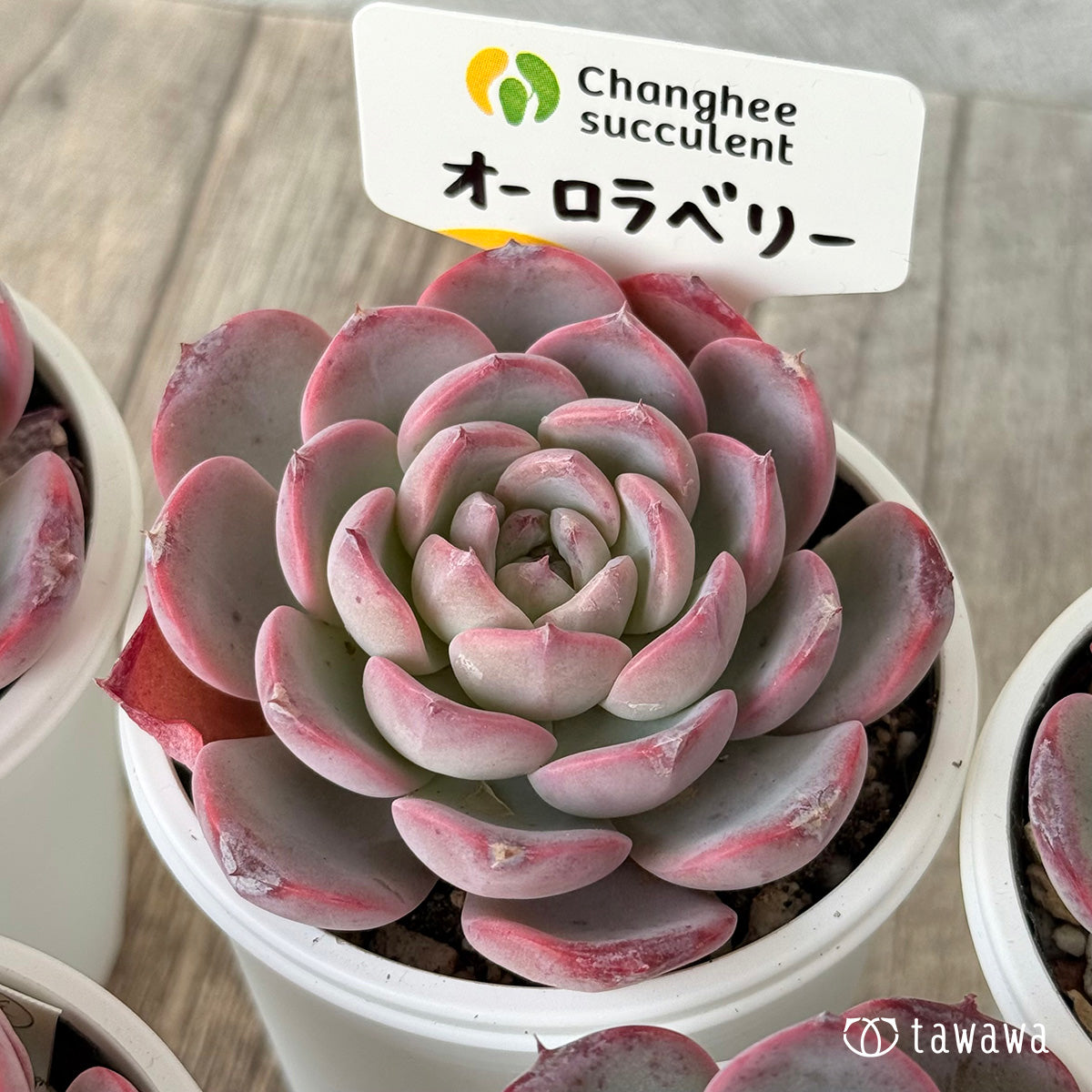 オーロラベリー②(チャンヒー農園)【tawawaハウス苗】