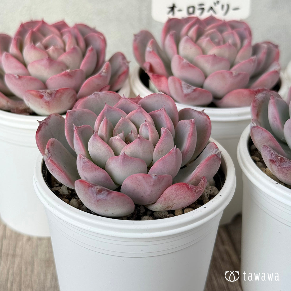 *新発売* オーロラベリー②(チャンヒー農園)【tawawaハウス苗】