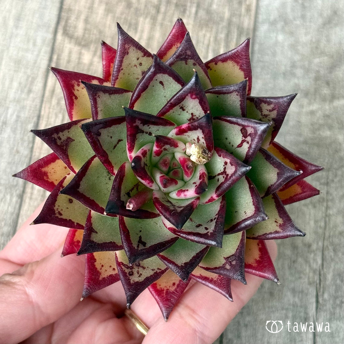 *新入荷* Air magic D316(エアーマジック農園苗)