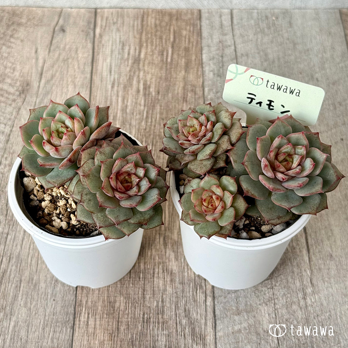 *新発売* ティモン《多頭》(エアーマジック農園)【tawawaハウス苗】