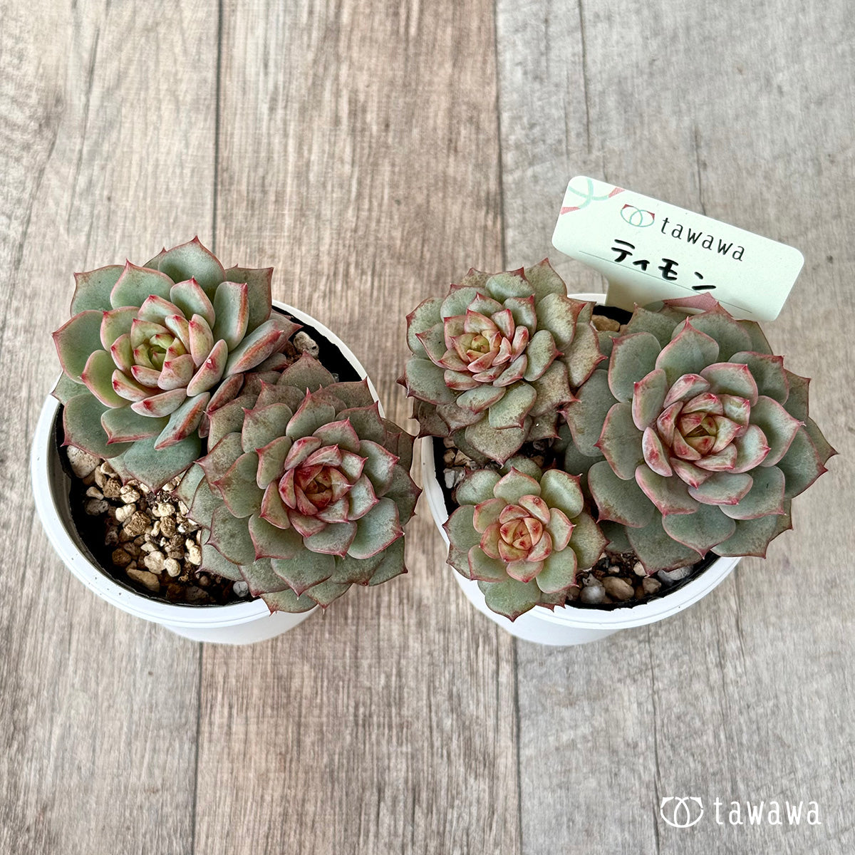 *新発売* ティモン《多頭》(エアーマジック農園)【tawawaハウス苗】