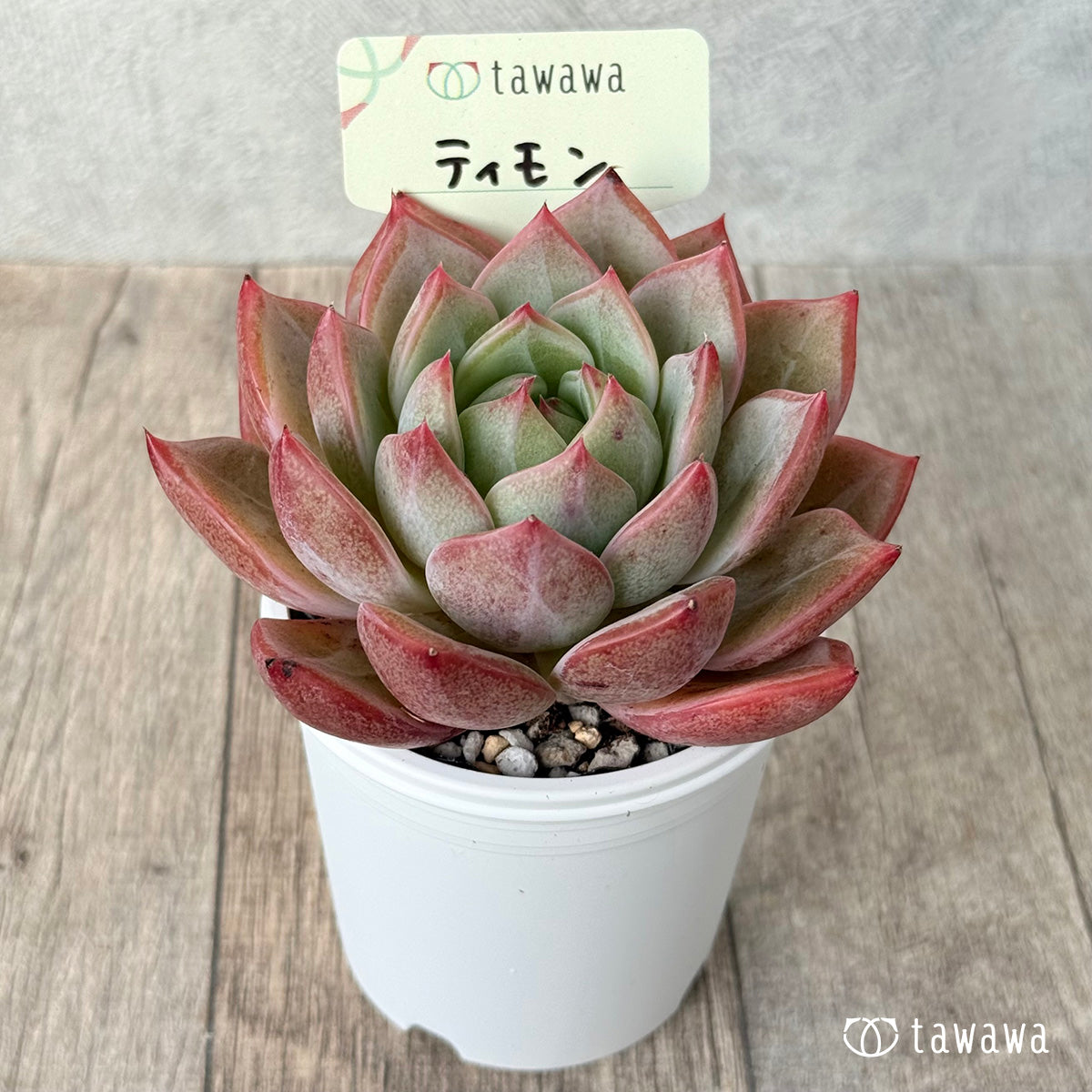 *新発売* ティモン《単頭》(エアーマジック農園)【tawawaハウス苗】