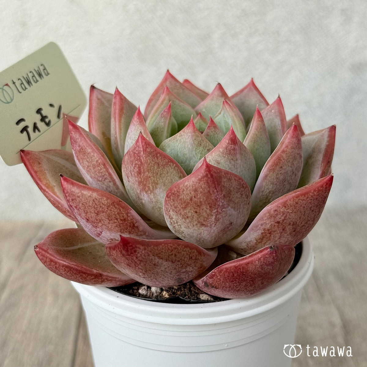 *新発売* ティモン《単頭》(エアーマジック農園)【tawawaハウス苗】