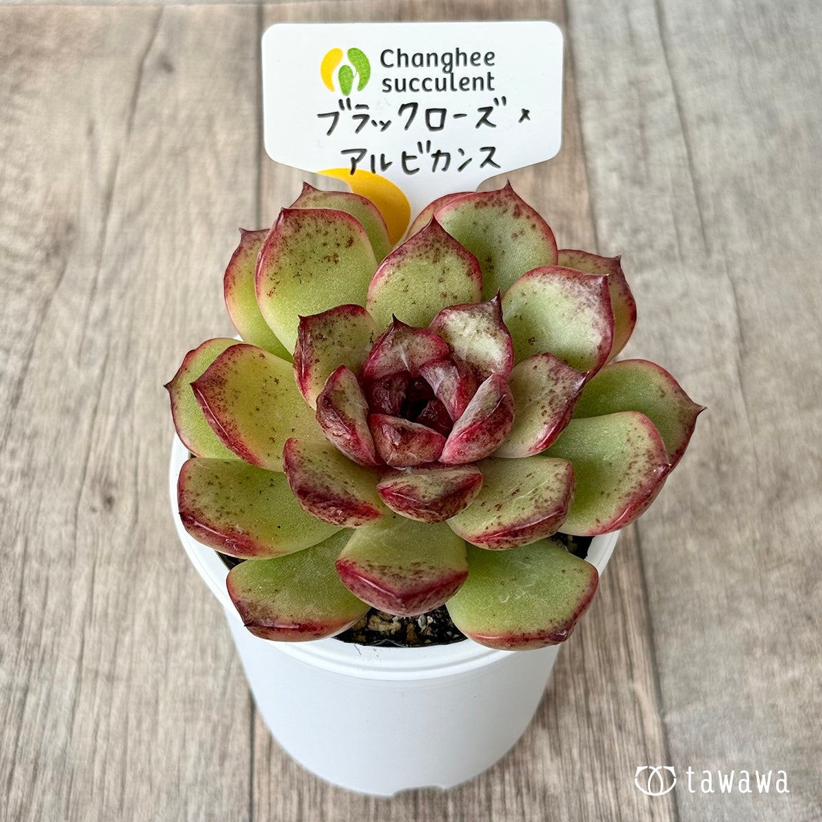 ブラックローズ×アルビカンス(チャンヒー農園)【tawawaハウス苗】