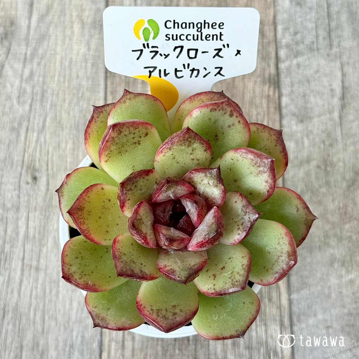 ブラックローズ×アルビカンス(チャンヒー農園)【tawawaハウス苗】
