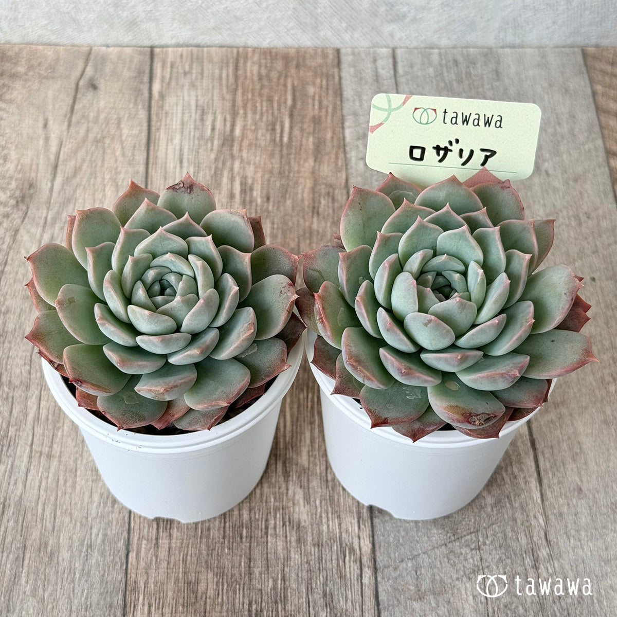 New Arrivals: Ice Green