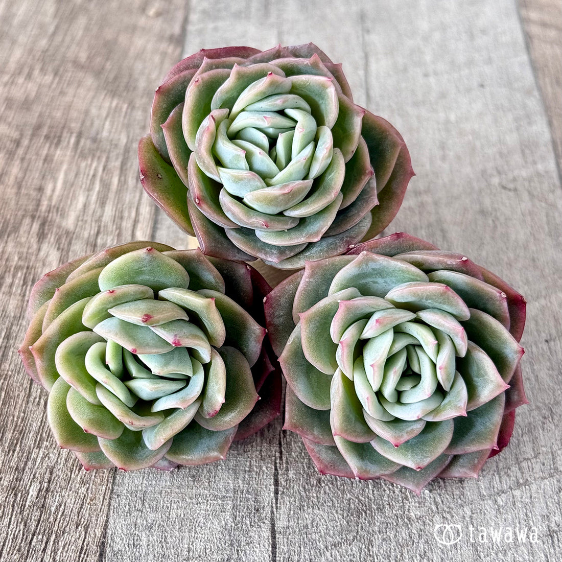 Green Rose