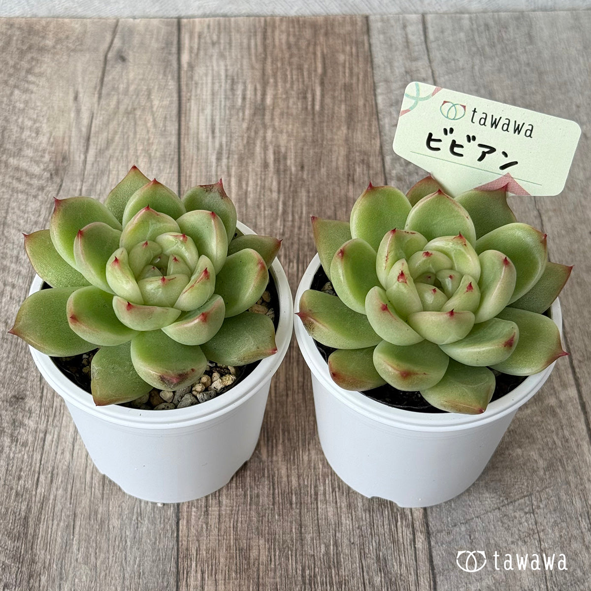 *新発売* ビビアン【tawawaハウス苗】