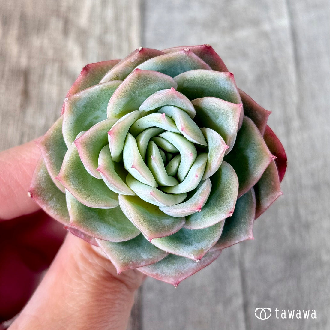 Green Rose