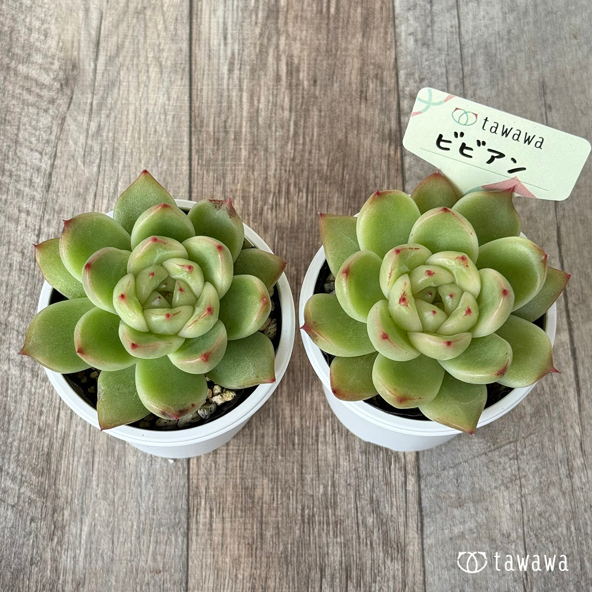 *新発売* ビビアン【tawawaハウス苗】