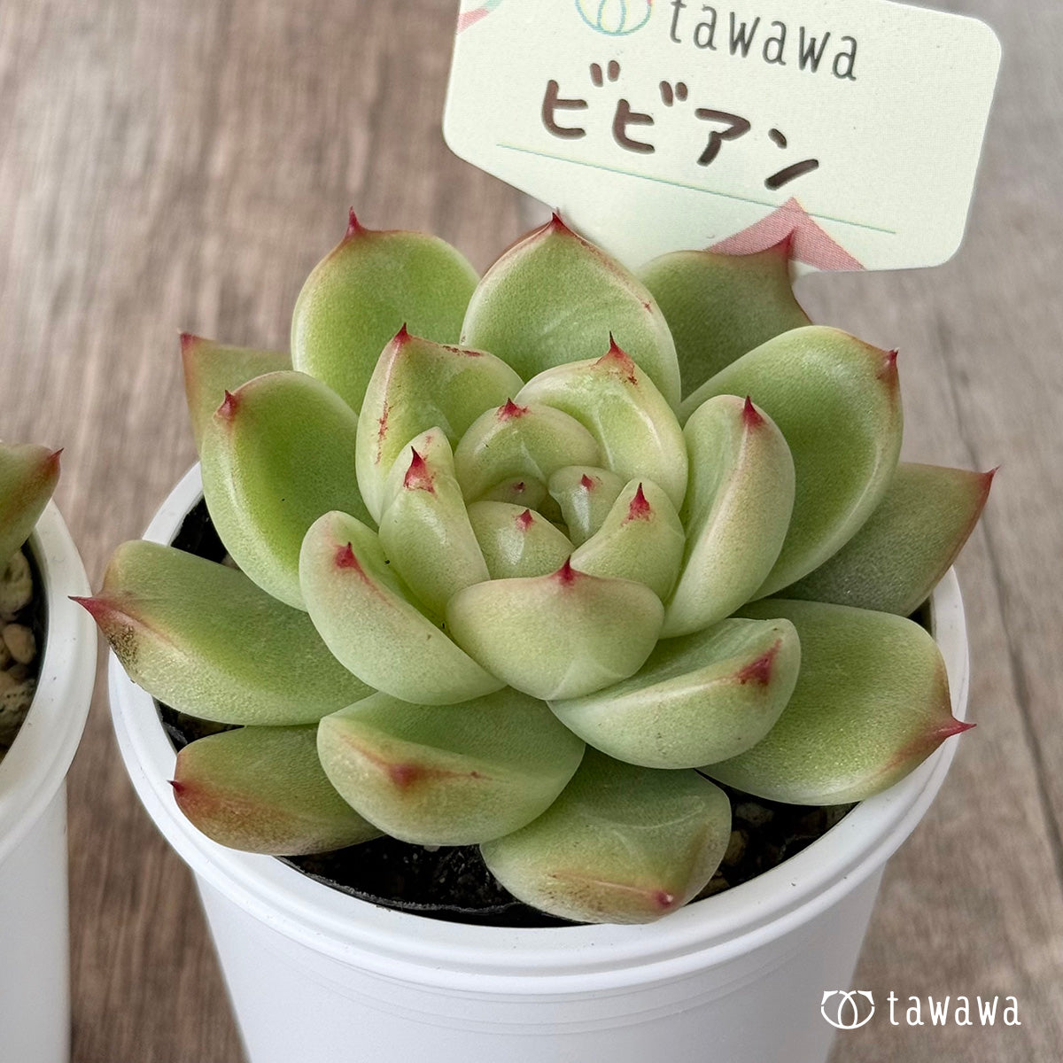 ビビアン【tawawaハウス苗】