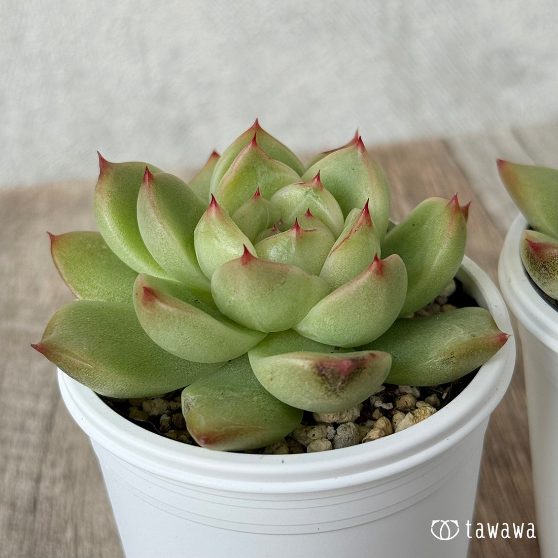 *新発売* ビビアン【tawawaハウス苗】