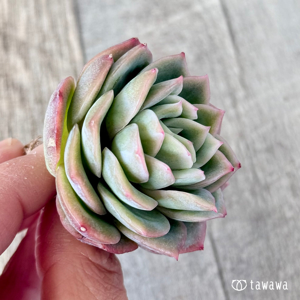 Green Rose