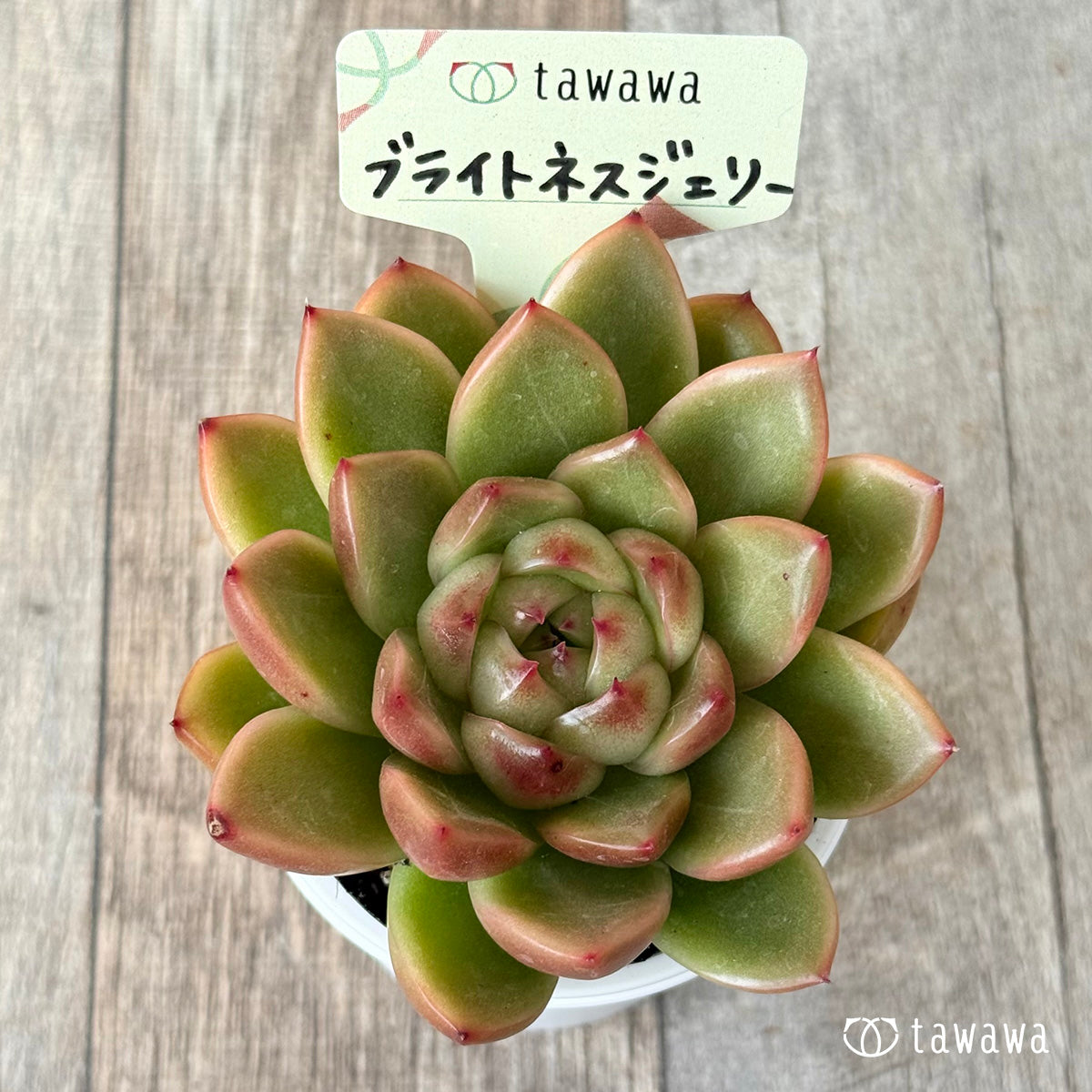 ブライトネスジェリー【tawawaハウス苗】
