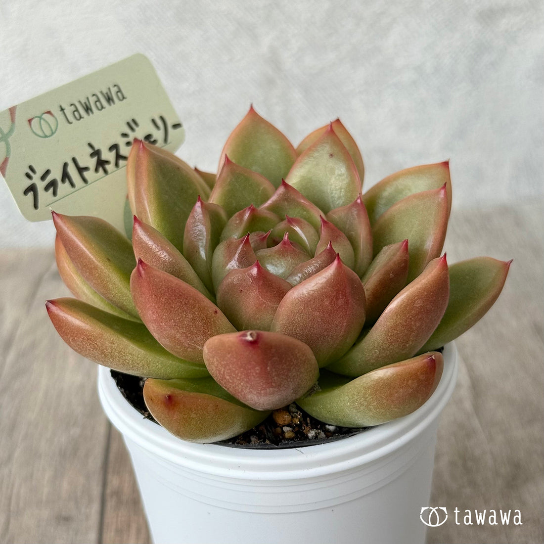 *新発売* ブライトネスジェリー【tawawaハウス苗】