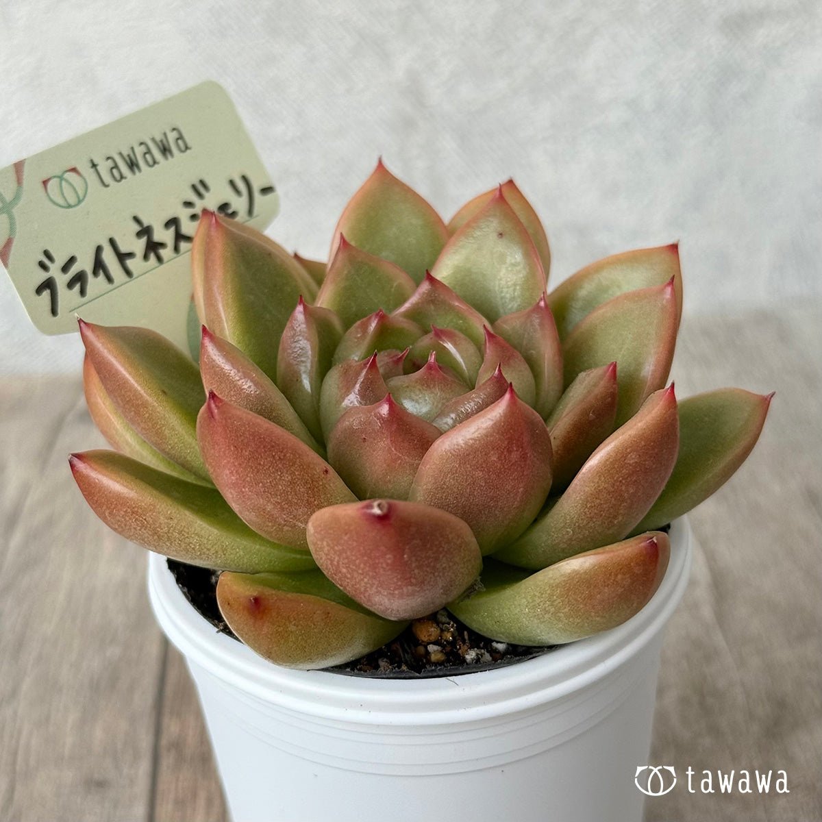 *新発売* ブライトネスジェリー【tawawaハウス苗】