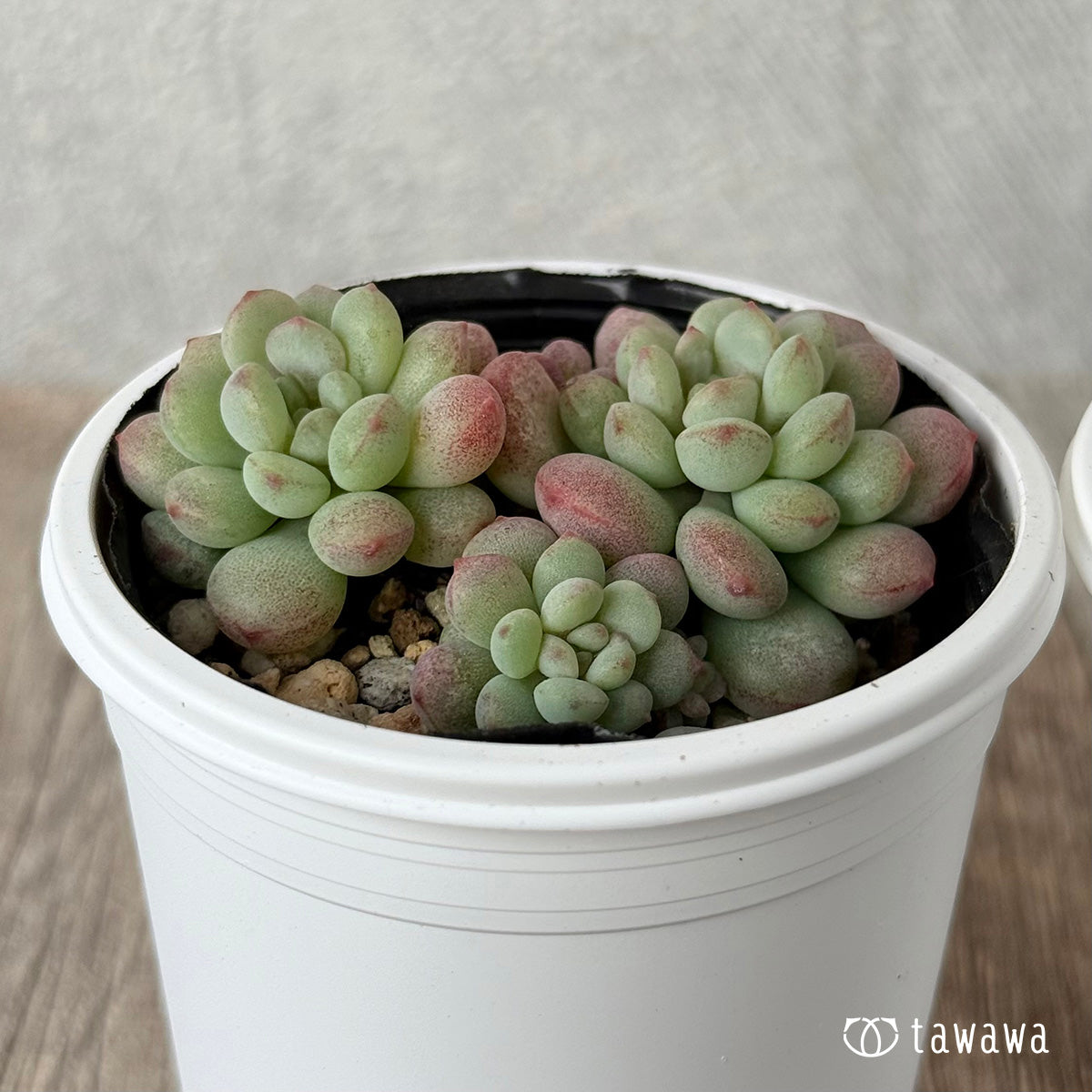 バブルキャンディー×パールビーン《多頭》【tawawaハウス苗】