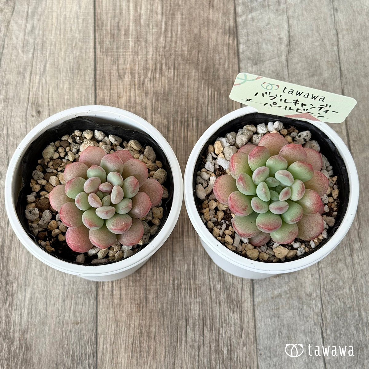 バブルキャンディー×パールビーン《単頭》【tawawaハウス苗】