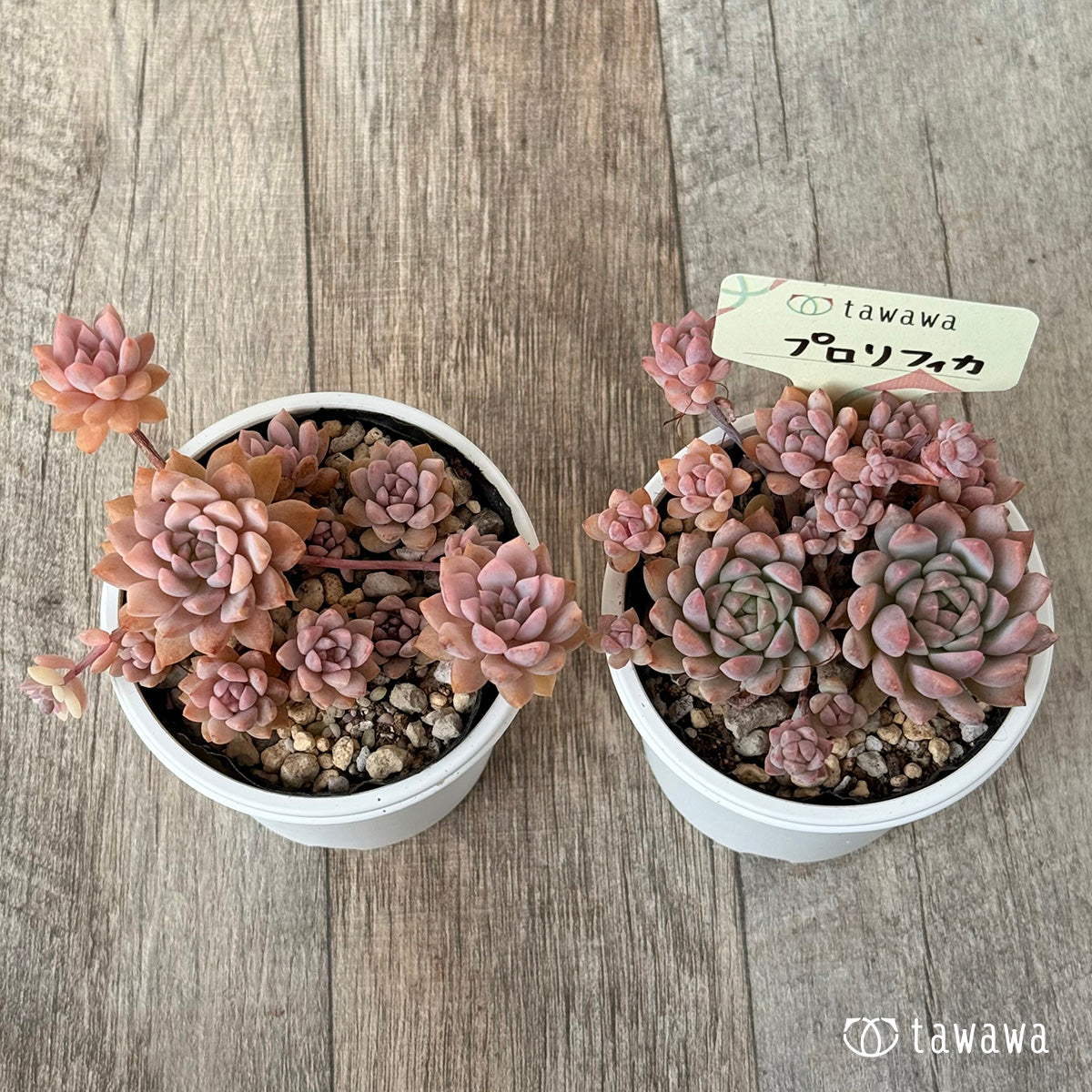 New arrival* Prolifica Nishiki