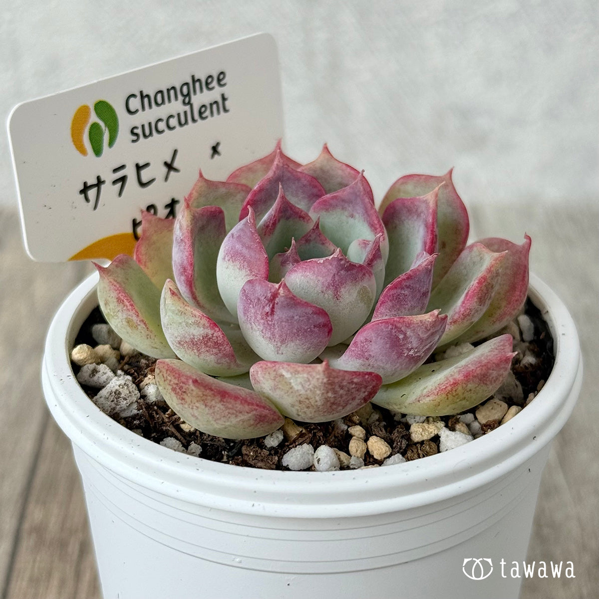 *新発売* サラヒメ×ピオリス(チャンヒー農園苗)【tawawaハウス苗】