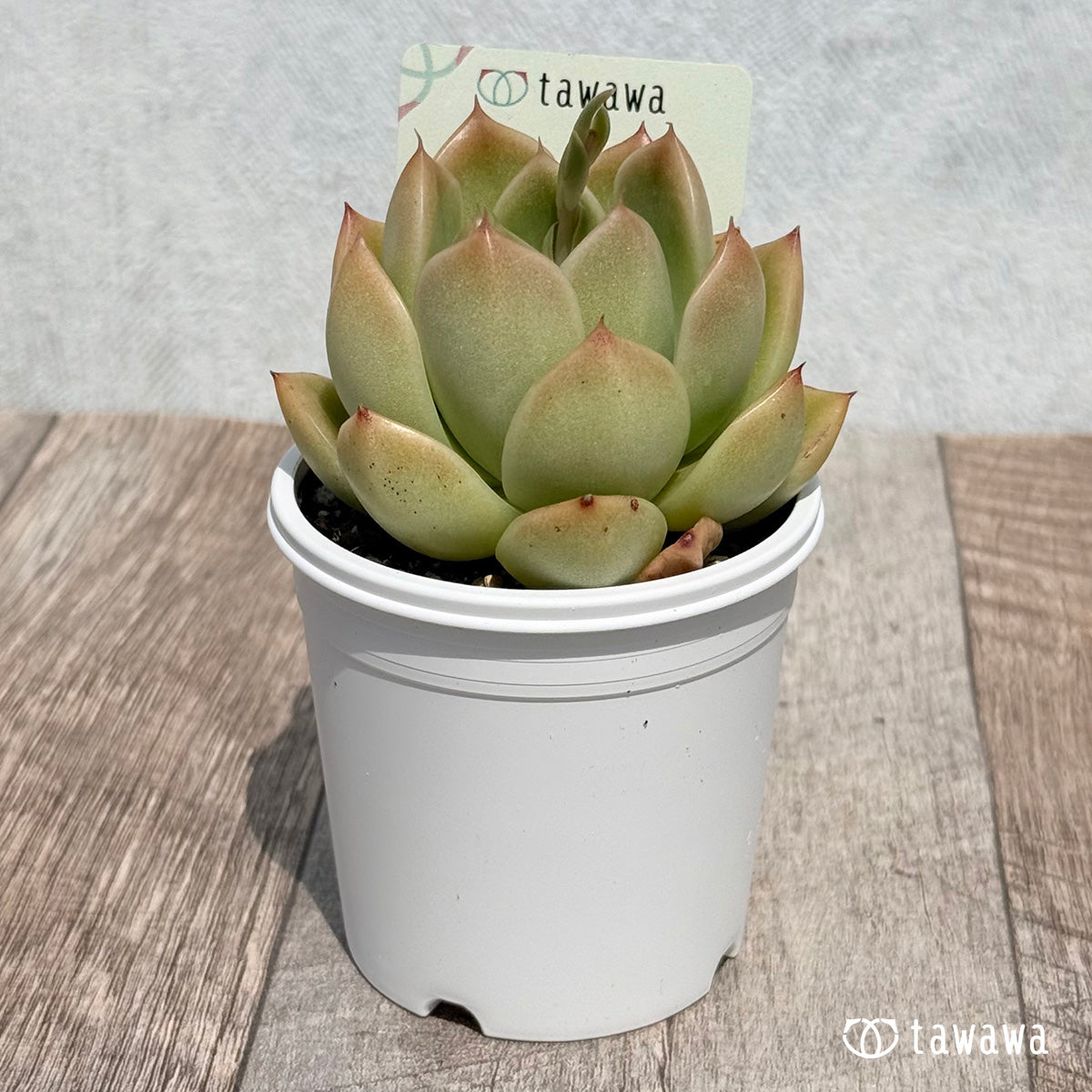 New Arrivals: Ice Green