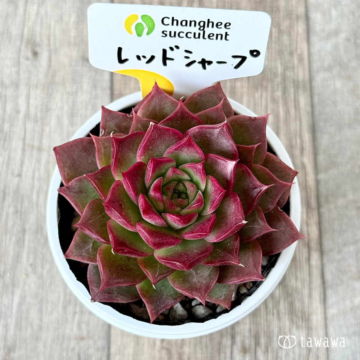 *新発売* レッドシャープ(チャンヒー農園)【tawawaハウス苗】