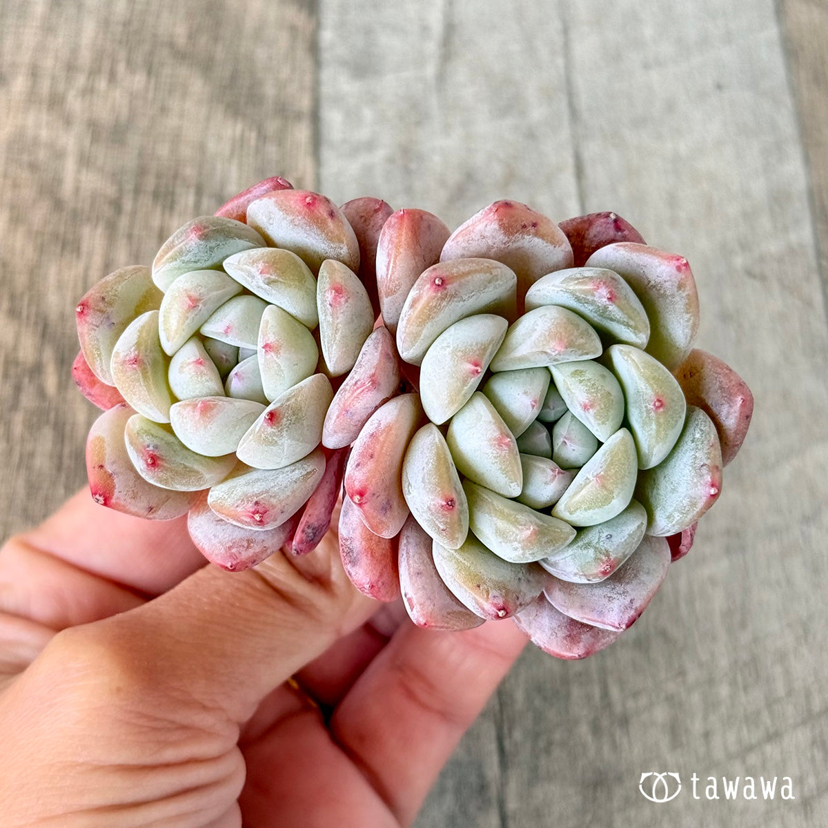 秘境ゼリー