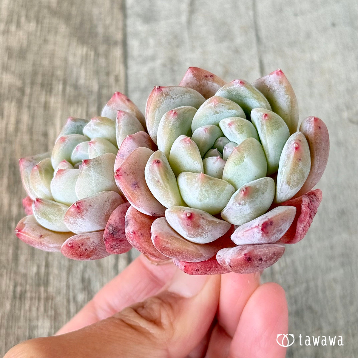 秘境ゼリー