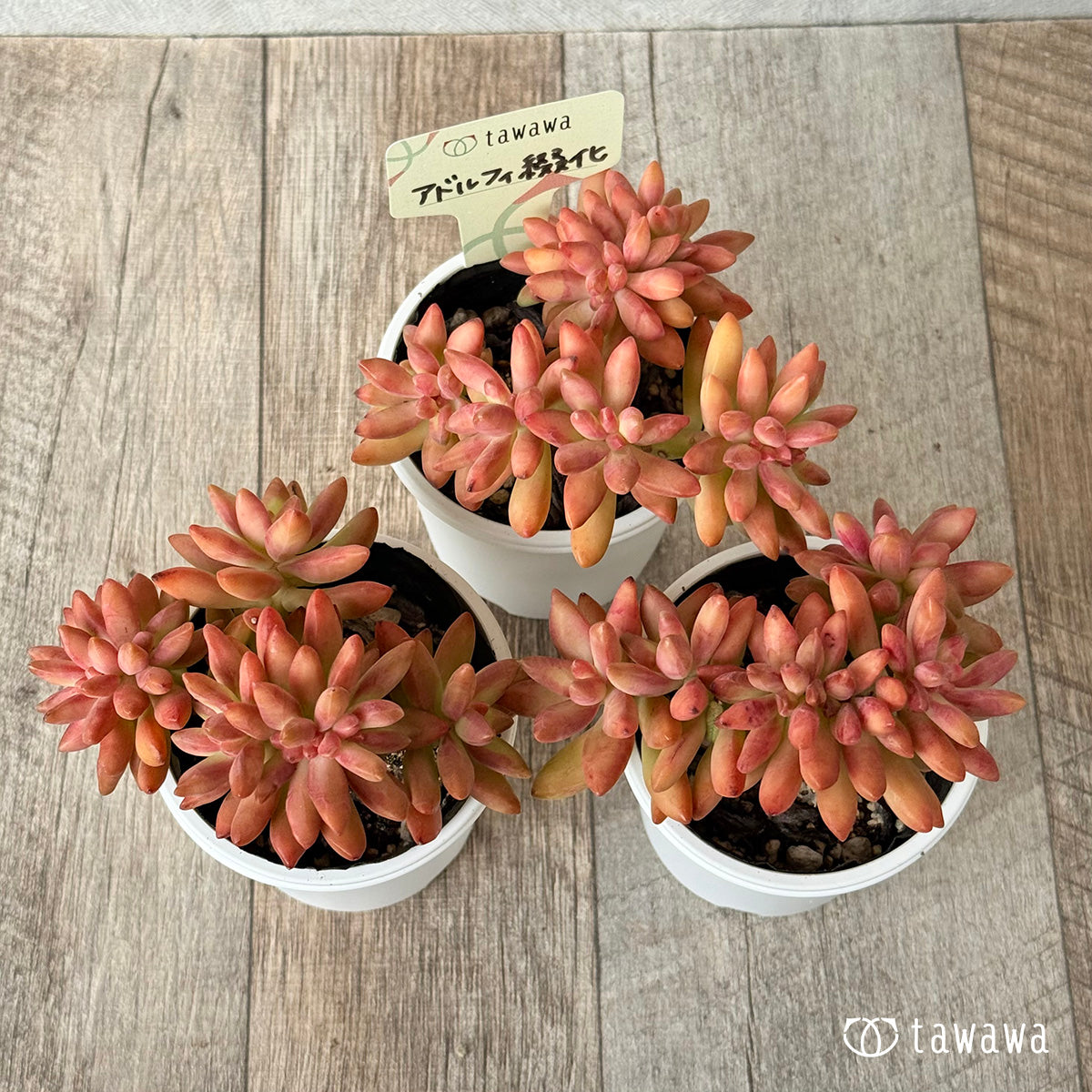 *新発売* アドルフィ綴化 【tawawaハウス苗】