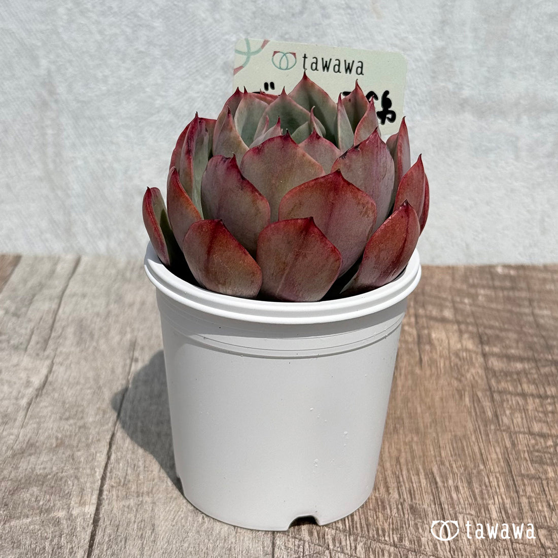 ブルーカンテ錦 【tawawaハウス苗】