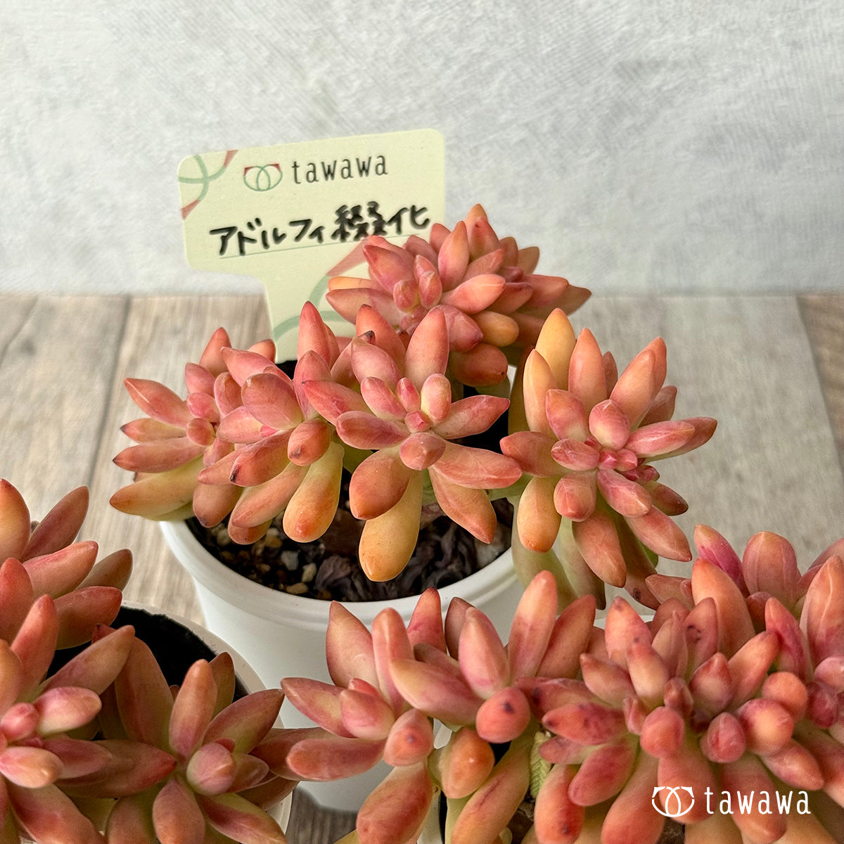 *新発売* アドルフィ綴化 【tawawaハウス苗】