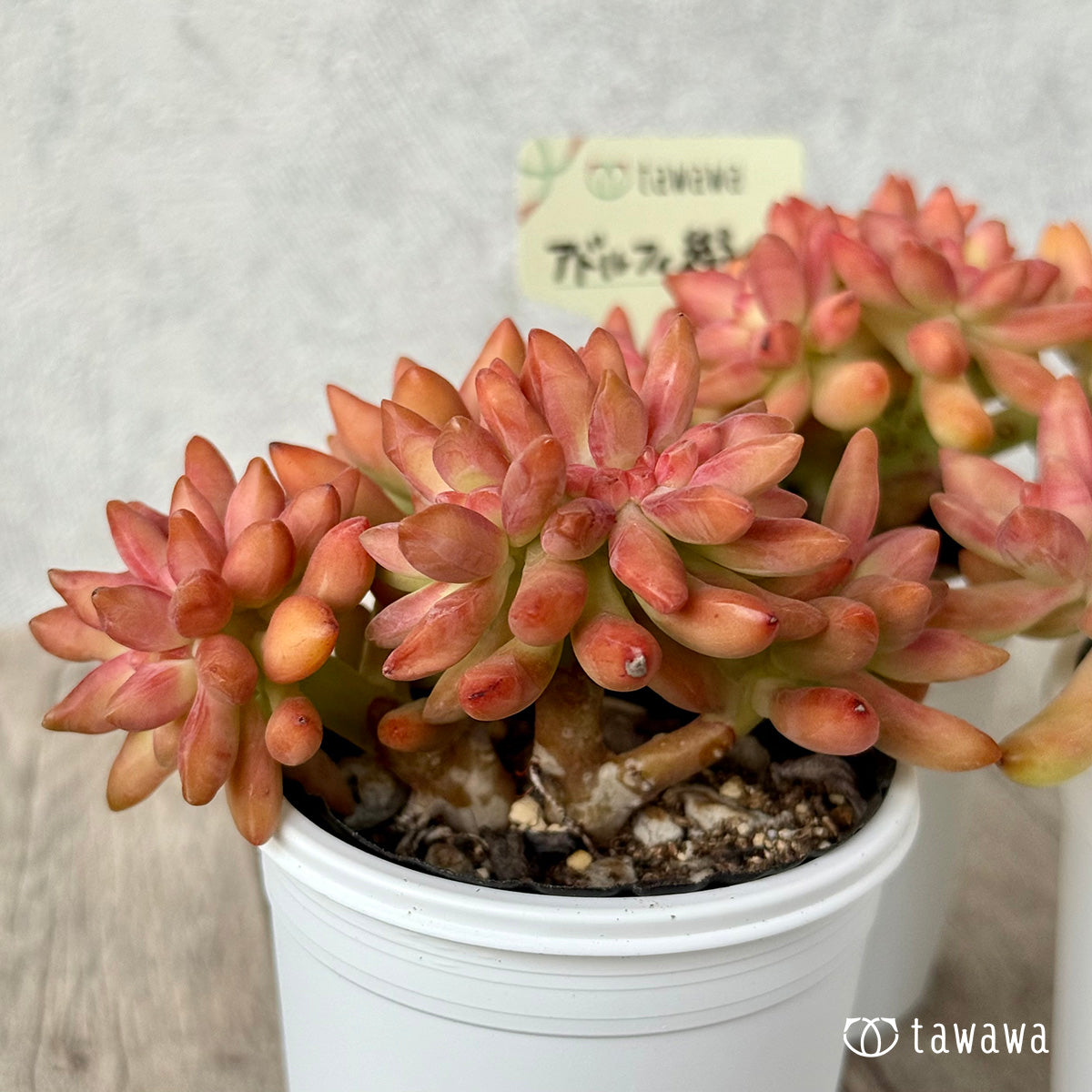 *新発売* アドルフィ綴化 【tawawaハウス苗】