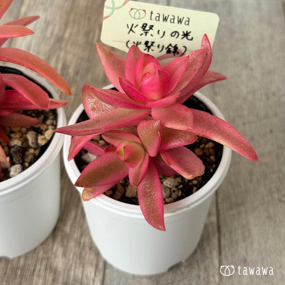 火祭りの光（火祭り錦）【tawawaハウス苗】 – 多肉植物の通販・販売