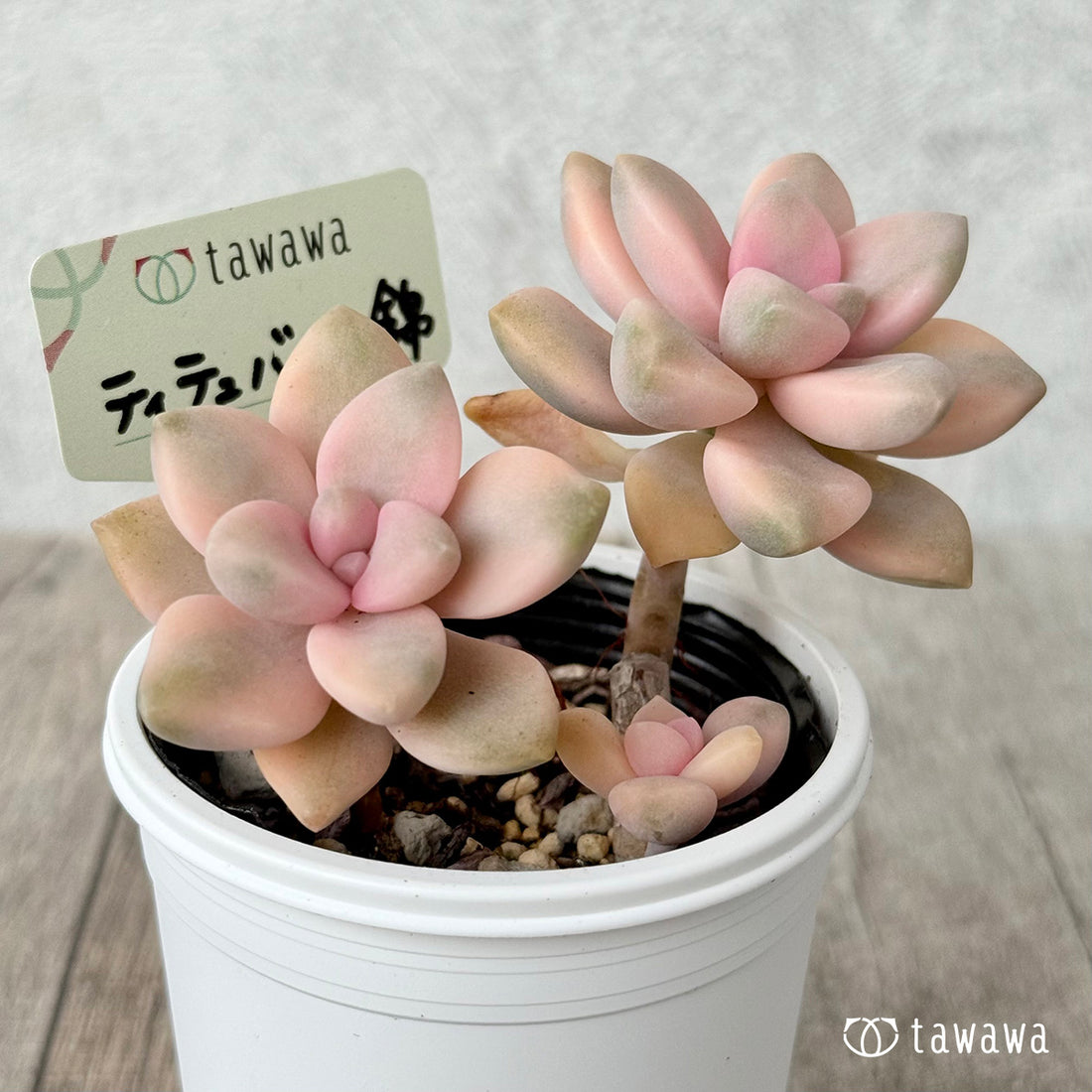 *新発売* ティテュバンス錦【tawawaハウス苗】