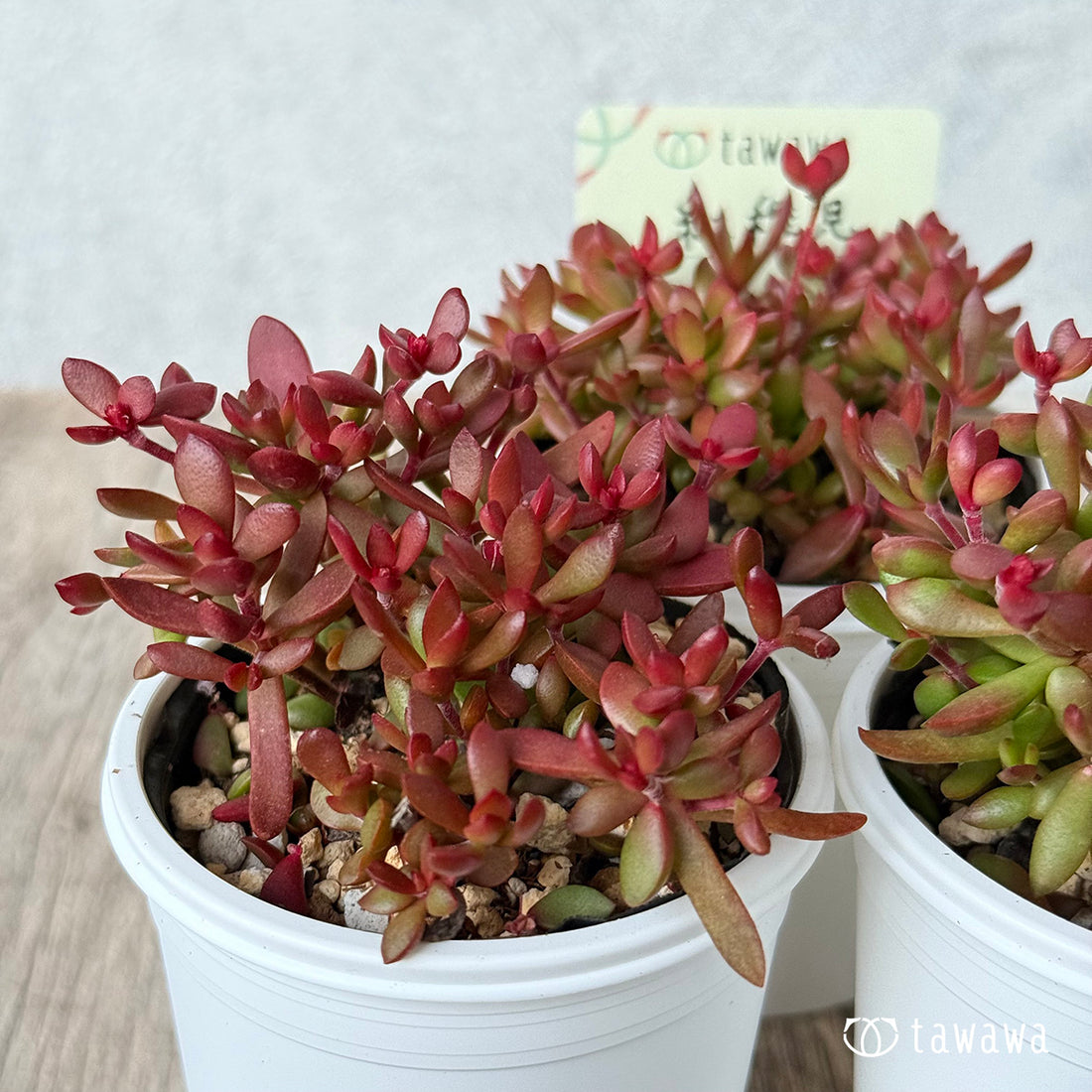 *新発売* 紅稚児 【tawawaハウス苗】