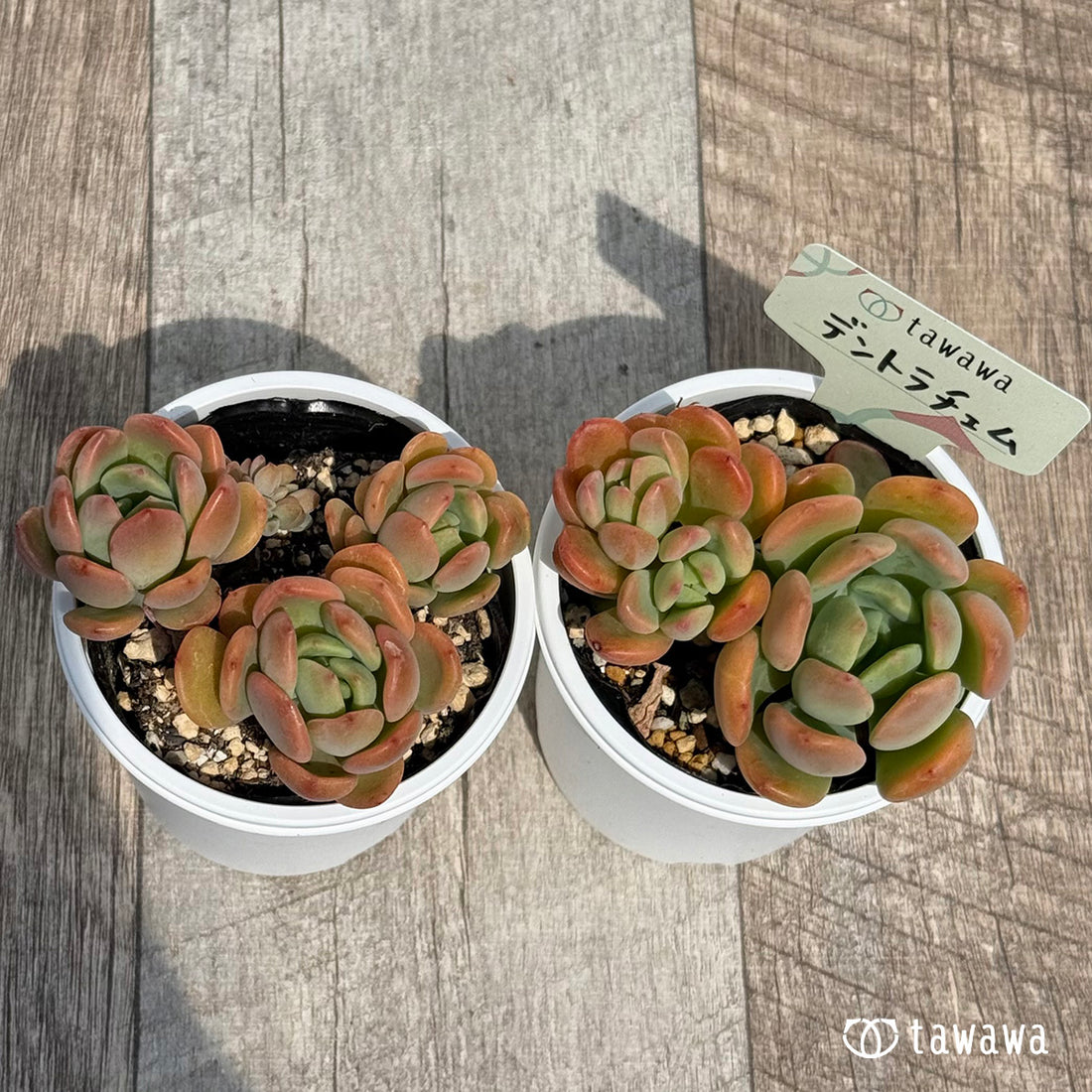 Dentrachem Dentrachem