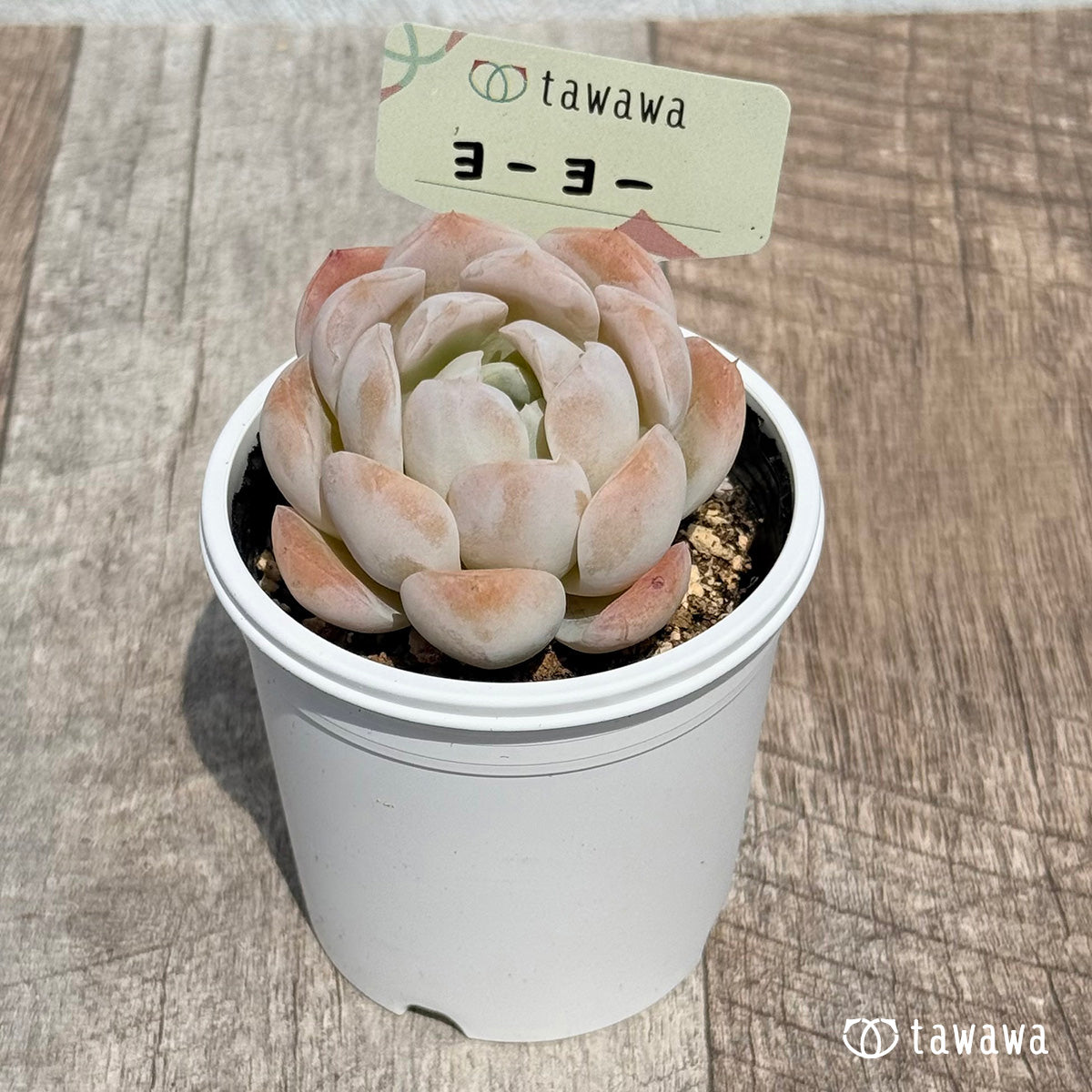 New Arrival* Hongil