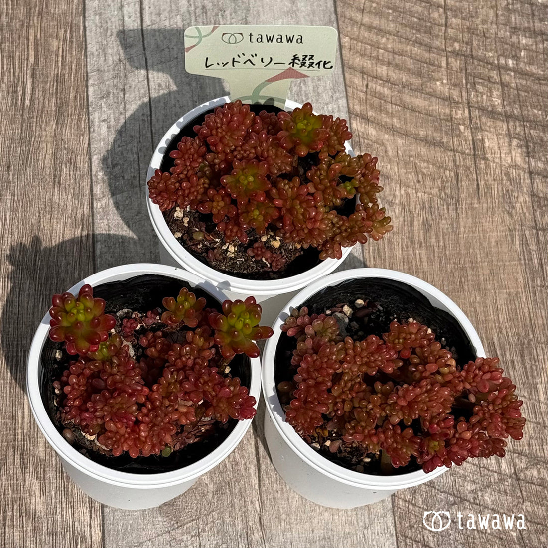 レッドベリー綴化 【tawawaハウス苗】