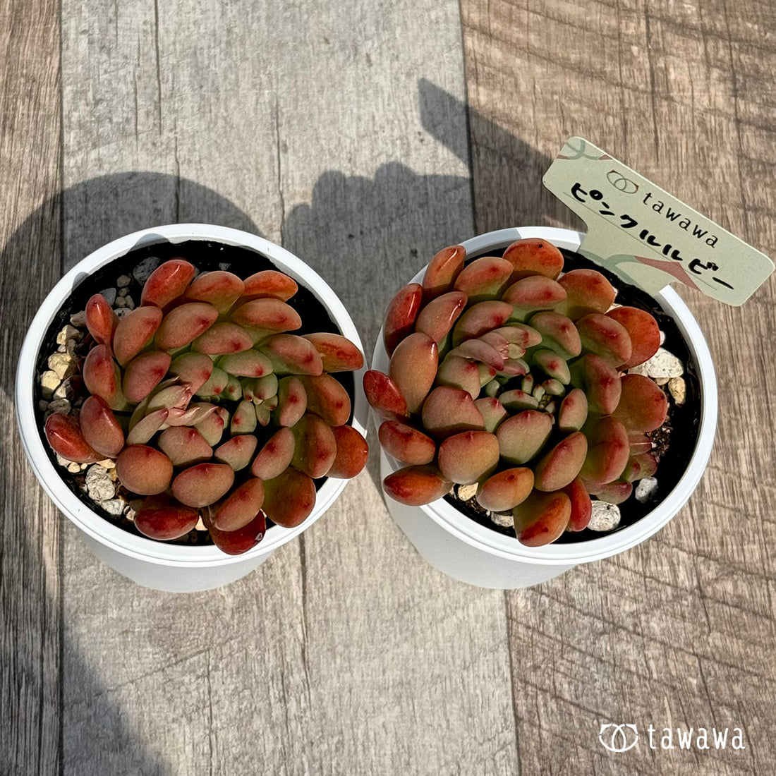 ピンクルルビー 【tawawaハウス苗】