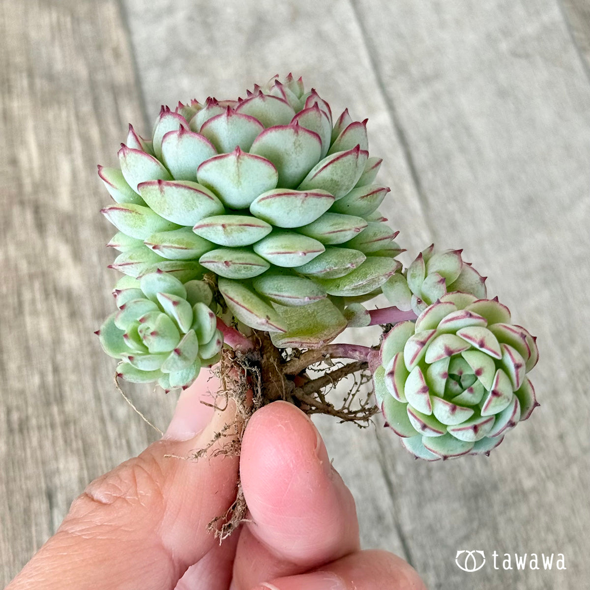 ラビロゼ