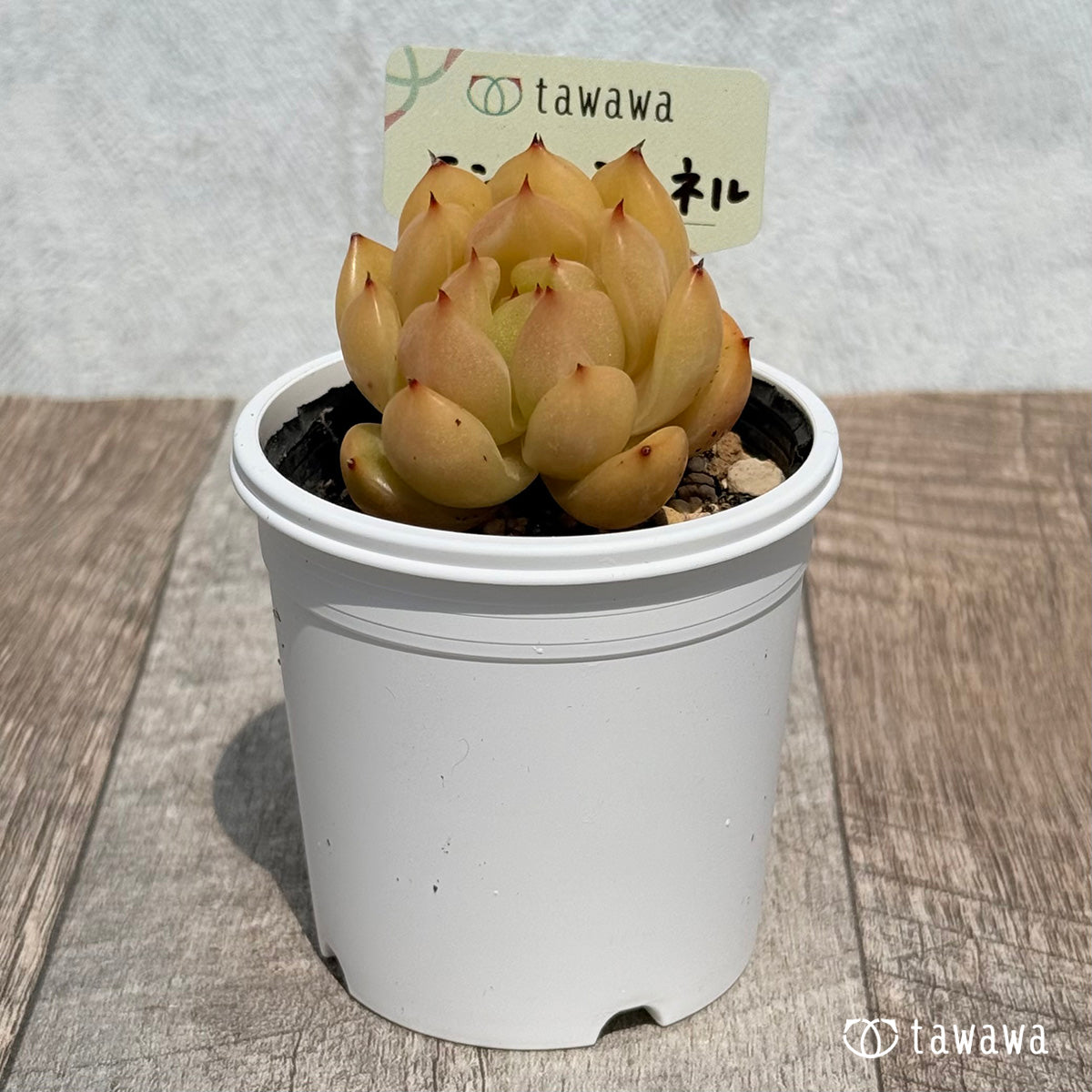 New Arrival* Cubic Frost