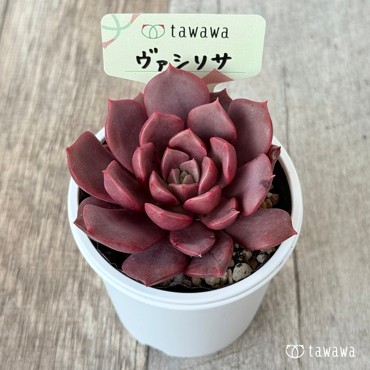 ヴァシリサ【tawawaハウス苗】