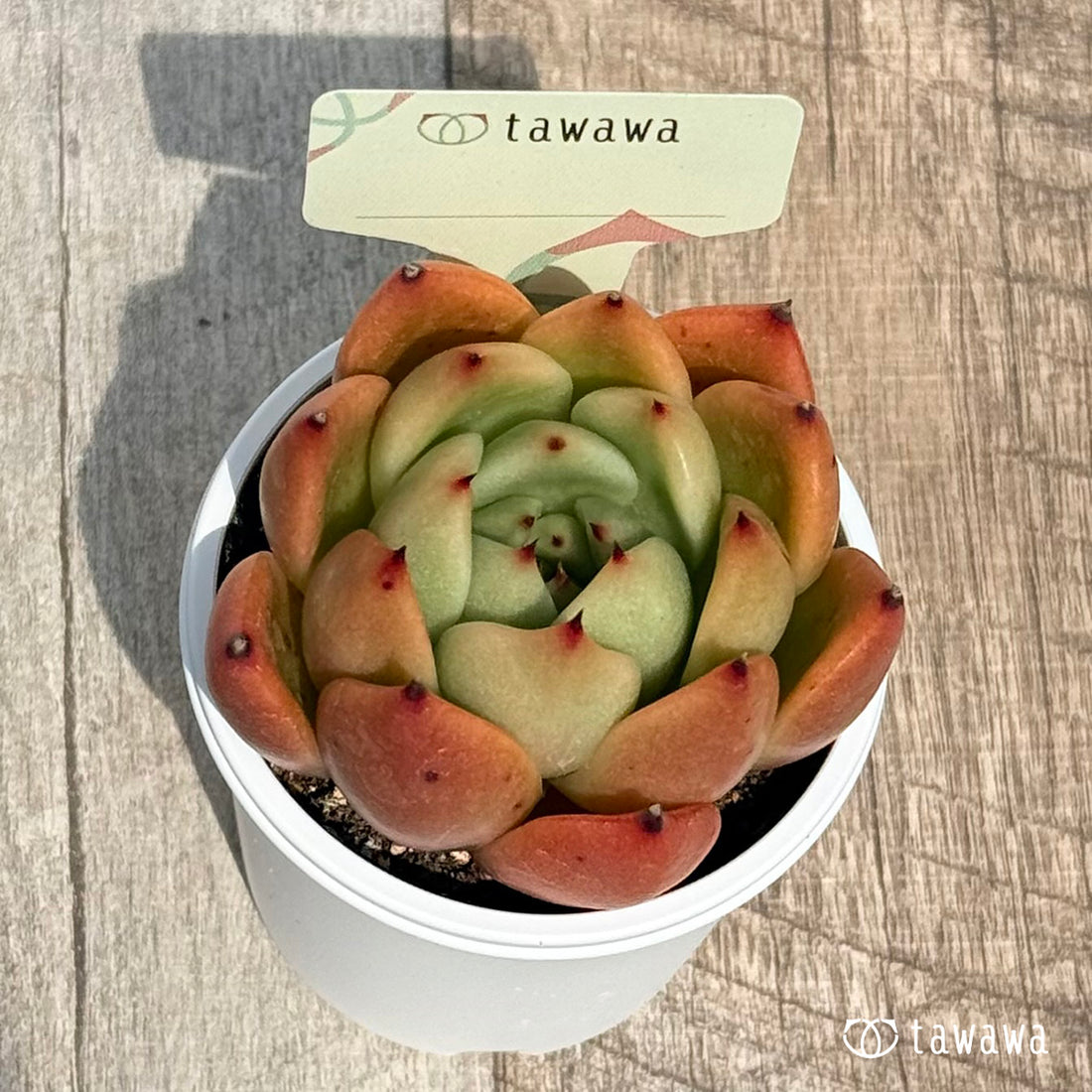 名前のない苗 2 【tawawaハウス苗】